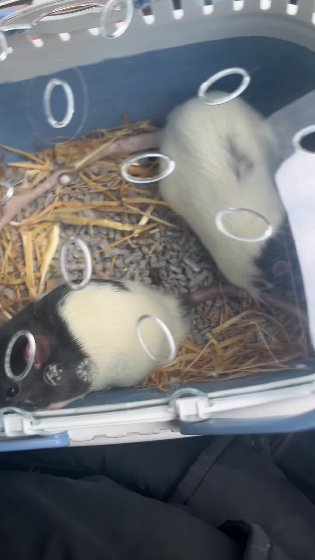 Rat rodents for sale: Two male rats with full set up - Video 1