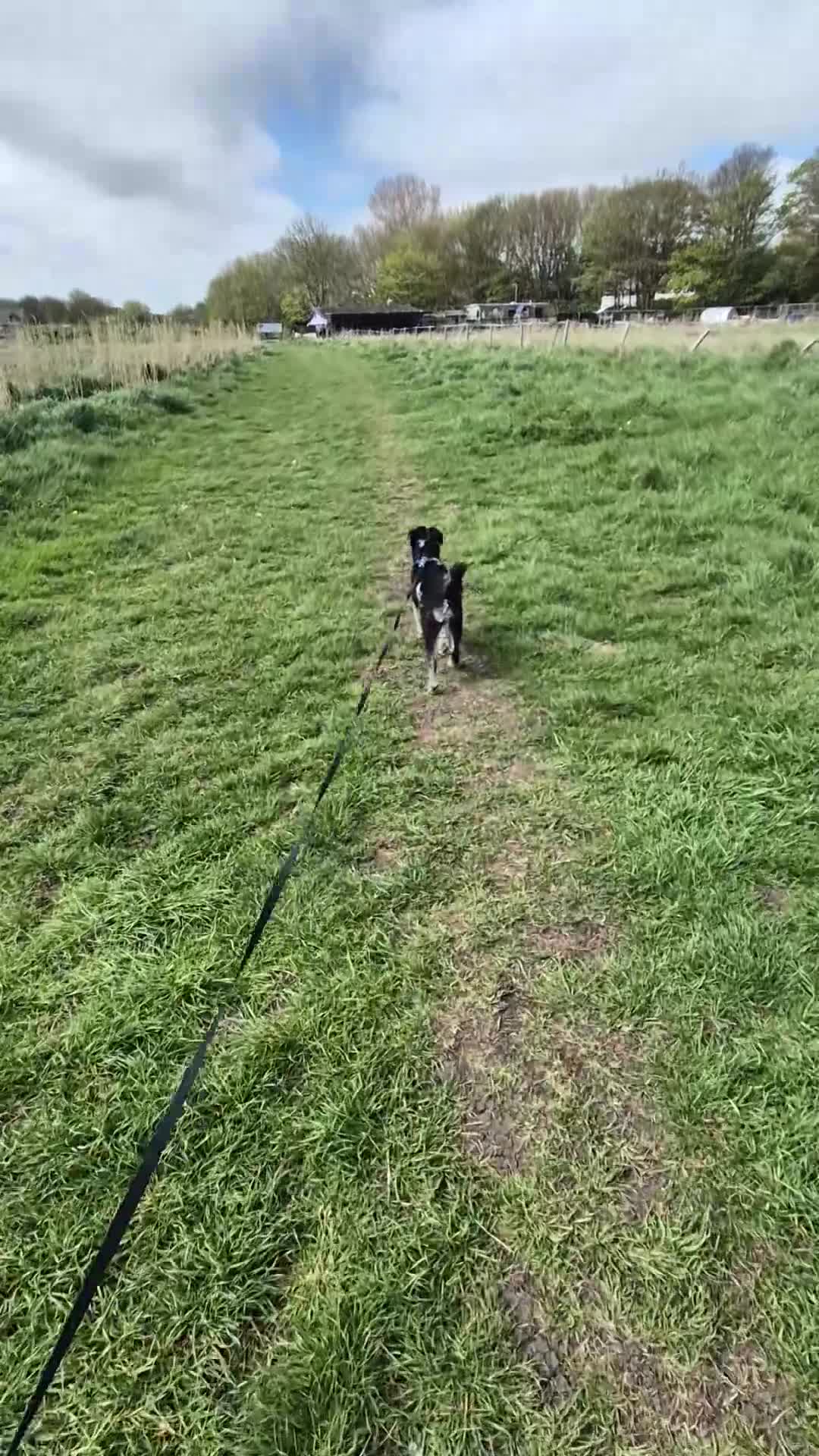 Mixed Breed dogs for sale: Vinnie our Patterdale x Poodle - Video 1