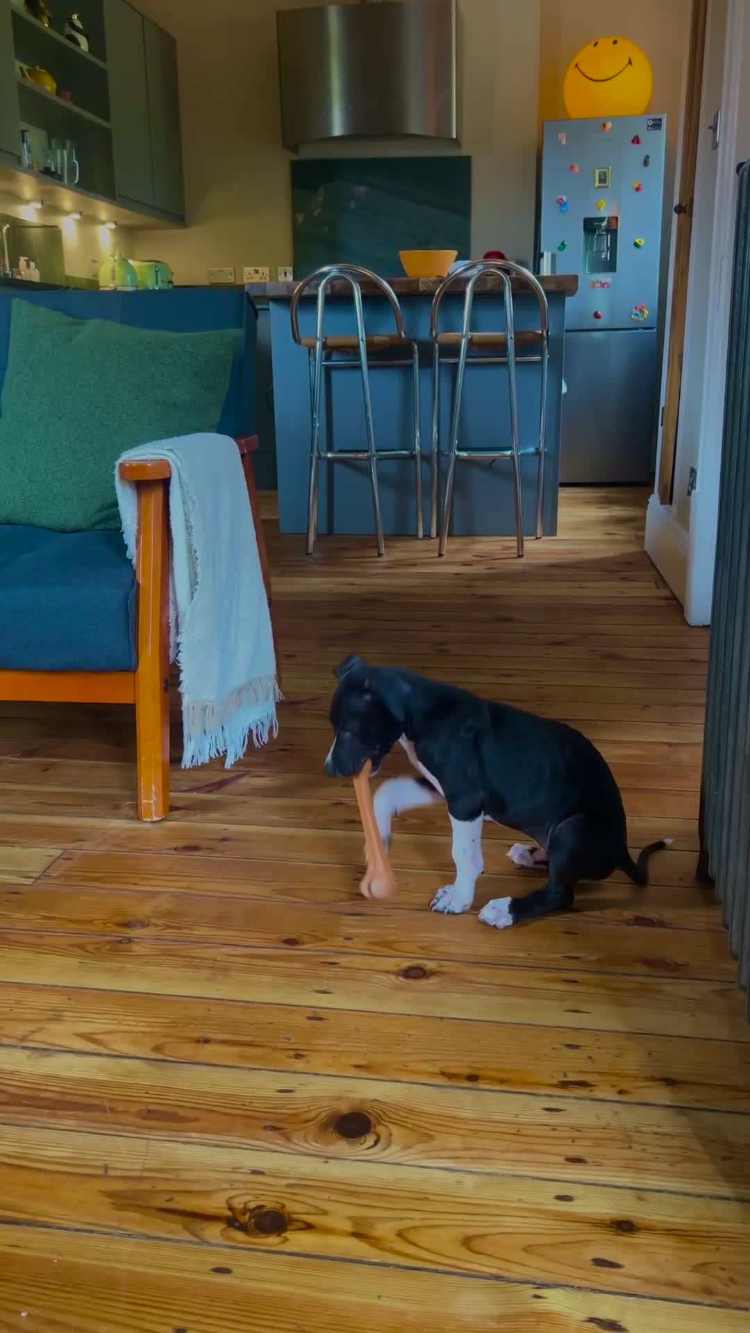 Mixed Breed dogs for sale: Greyhound Cross Staffy - Video 1