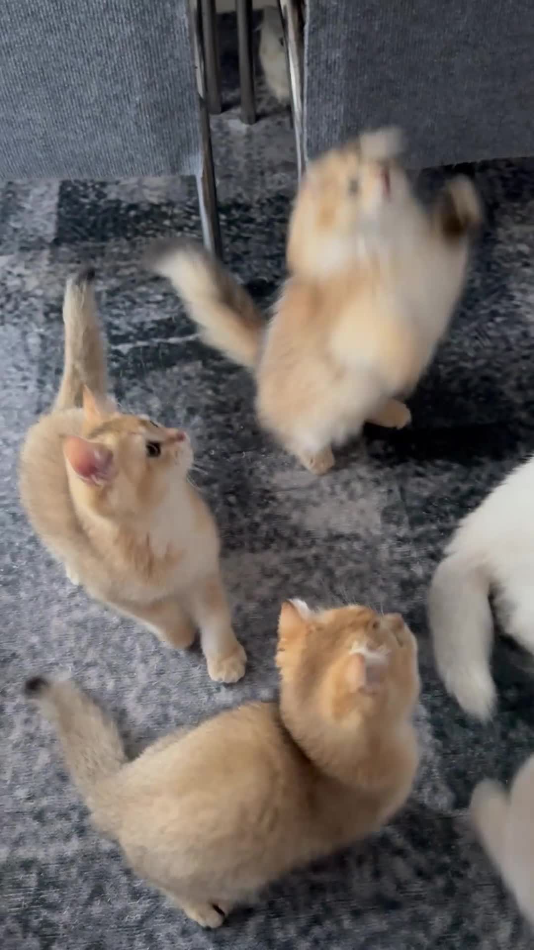 Scottish Fold cats for sale: Charming Scottish Straights and  Fold available. - Video 1