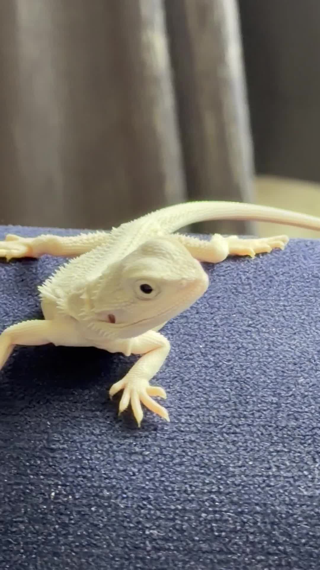 Bearded Dragon reptiles for sale: ❄️🤍 Baby Snow White Hypo Zero Bearded Dragon 🤍❄️ - Video 2