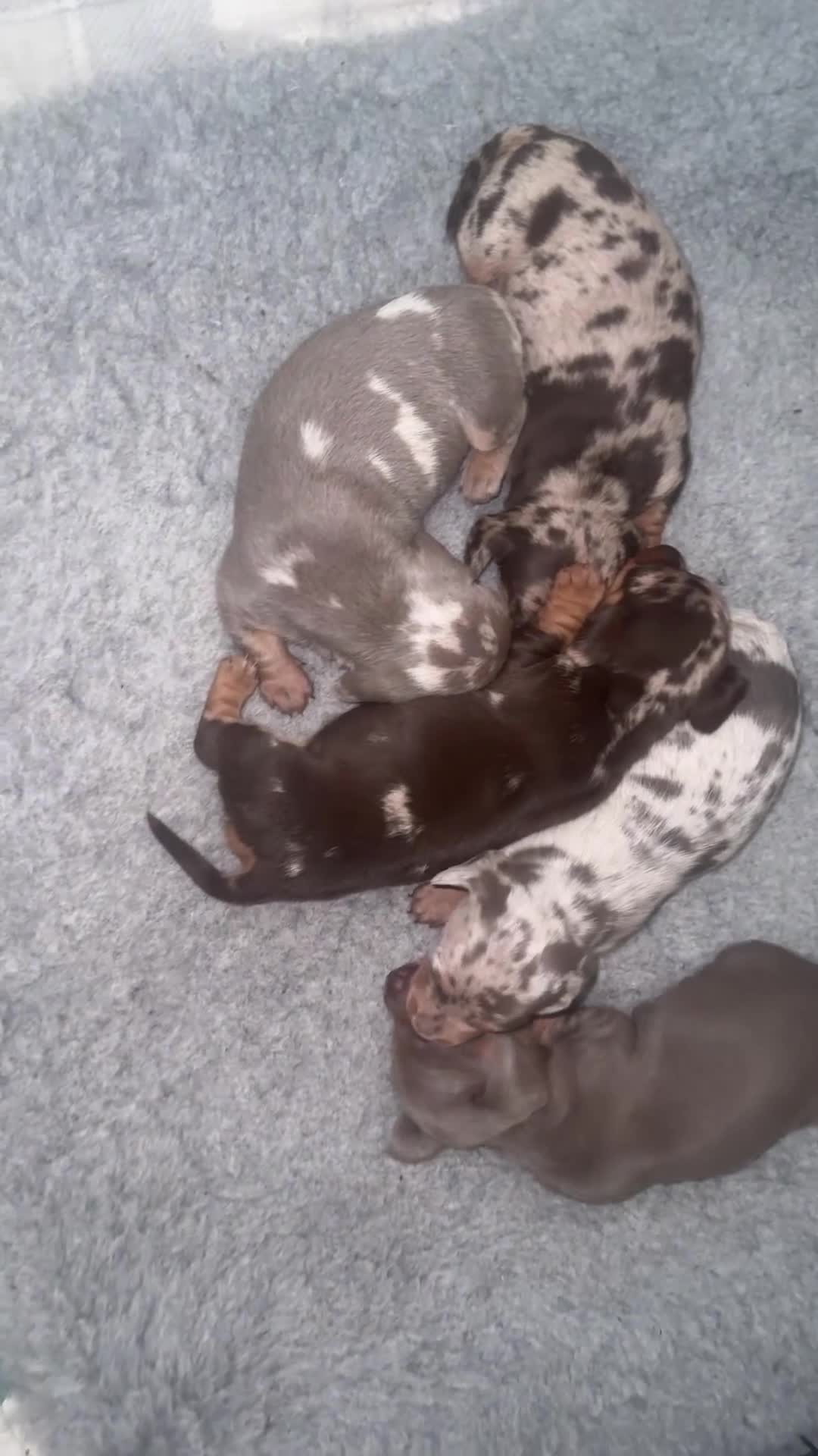 Miniature Dachshund dogs for sale: Outstanding miniature dachshund puppies  - Video 2