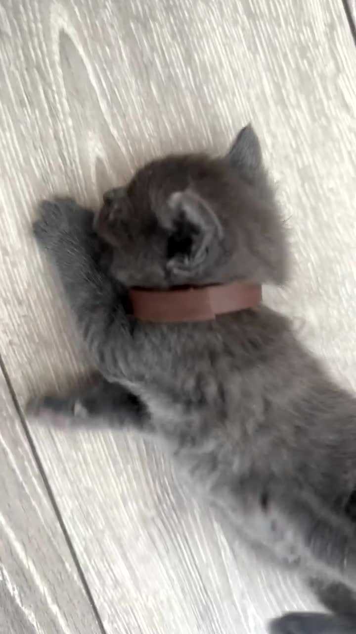 British Shorthair cats for sale: Grey British short hair  in Derby - Video 1