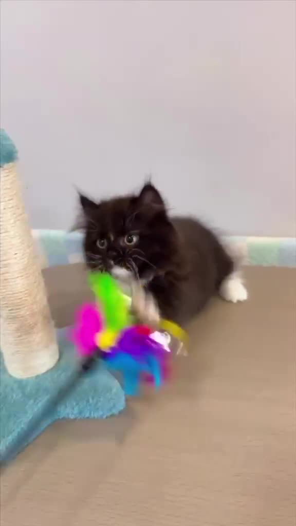 Munchkin cats for sale: 1 FEMALE LEFT Rare DWARF PERSIAN Munchkin Kittens - Video 5