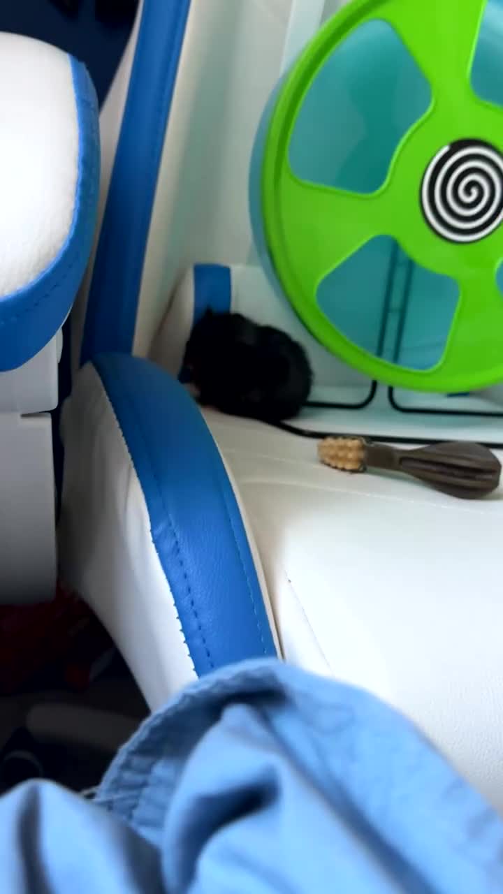 Hamster rodents for sale: Toasty the hamster  in Retford - Video 2