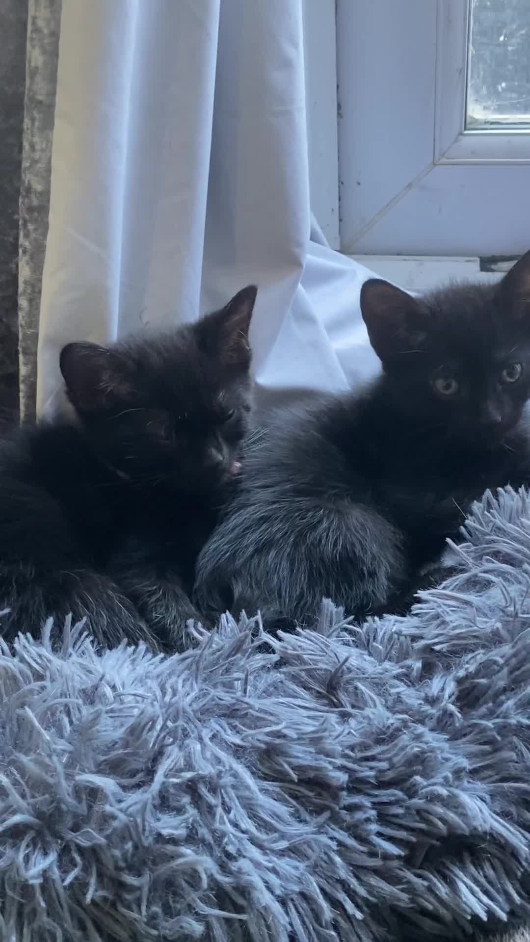 Domestic Shorthair cats for sale: Male black kittens  in Worthing - Video 2
