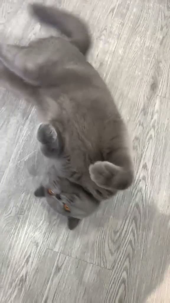 British Shorthair cats for sale: Male British Shorthair for sale - Video 1