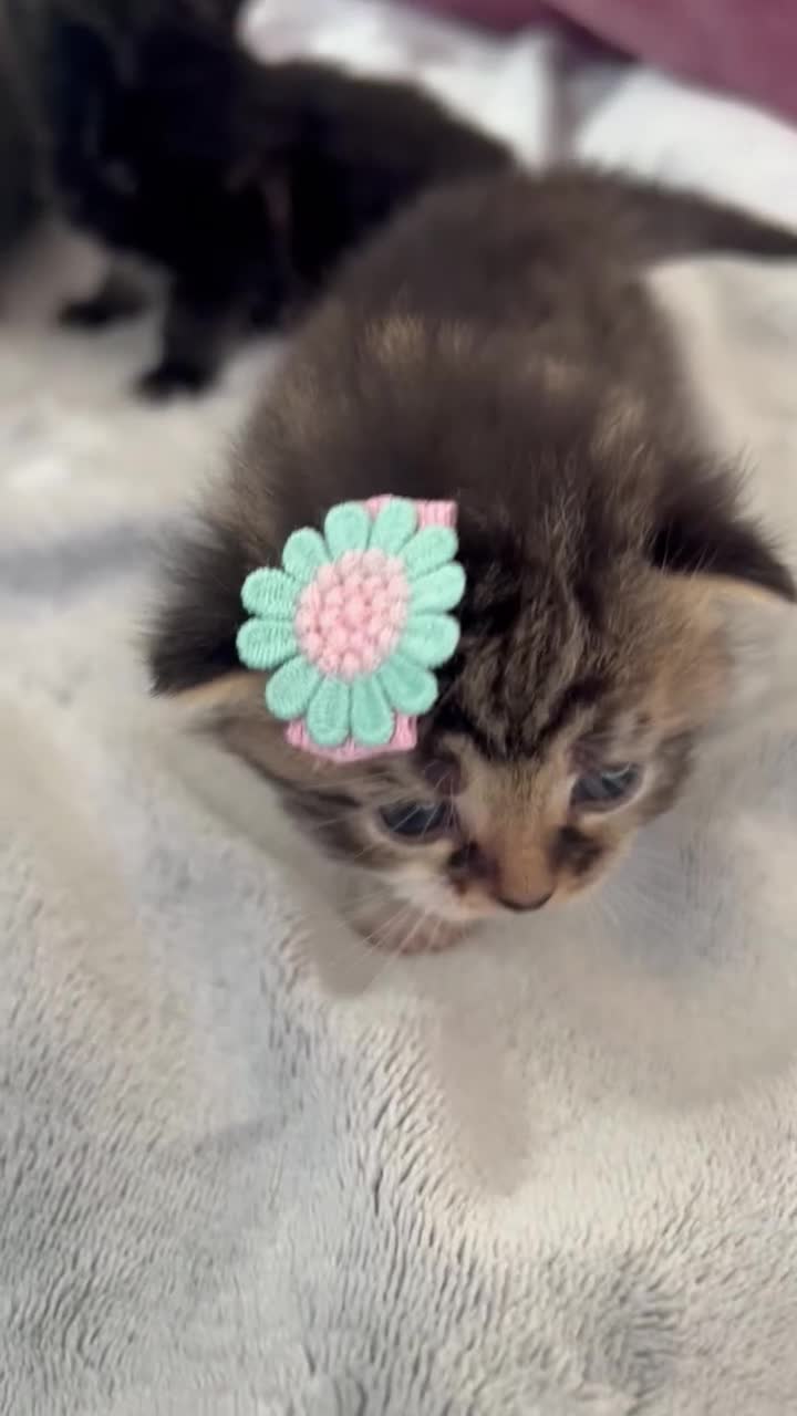 LaPerm cats for sale: Long Coat Laperm kittens - Video 1