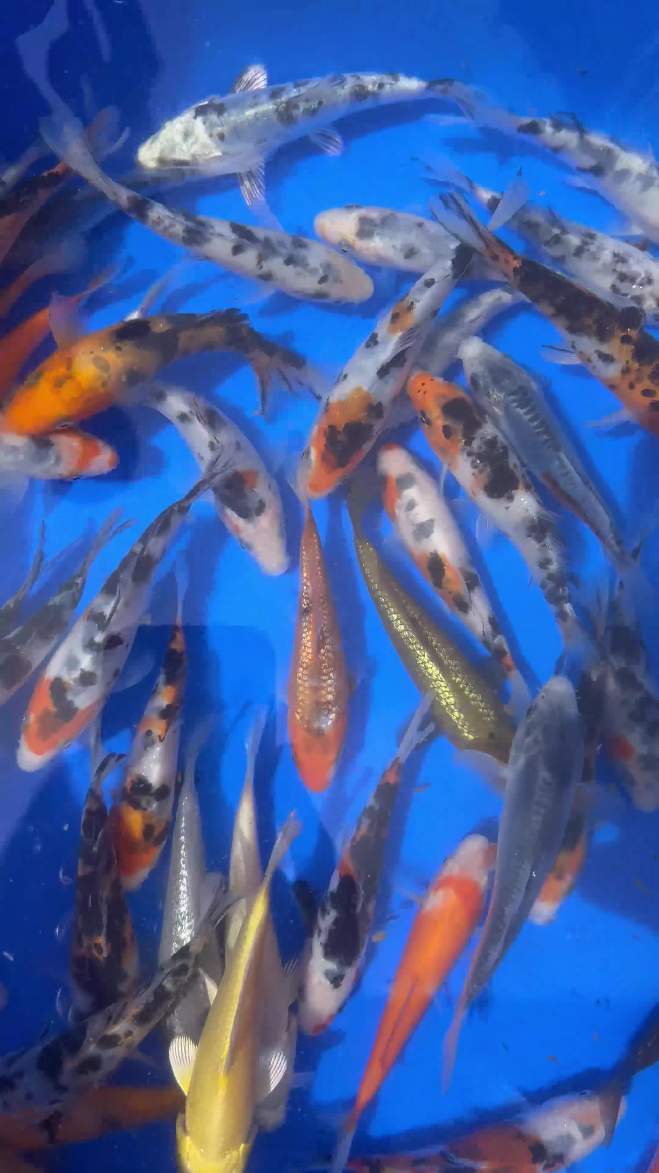 Koi Carp fish for sale: 3-4 inch Koi - Video 1