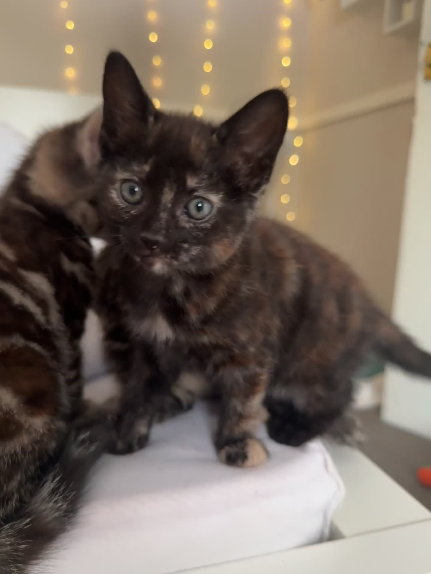 British Shorthair cats for sale: 3 beautiful kittens looking for there forever home - Video 2