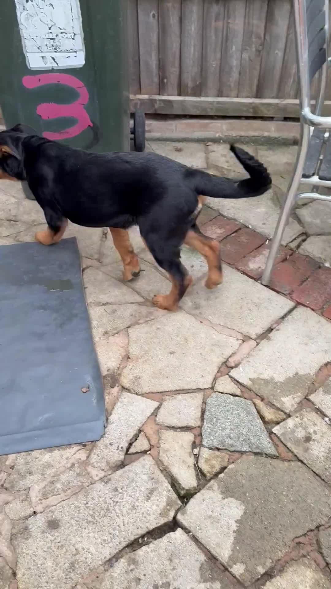Rottweiler dogs for sale: Last 3 puppies of litter - Video 5