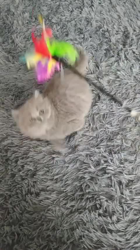 British Shorthair cats for sale: Beautiful British Shorthair Kittens for Sale - Video 2