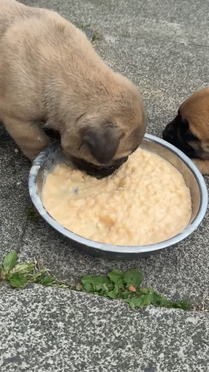 Bullmastiff dogs for sale: Rare opportunity bullmastiff dog puppy! - Video 1