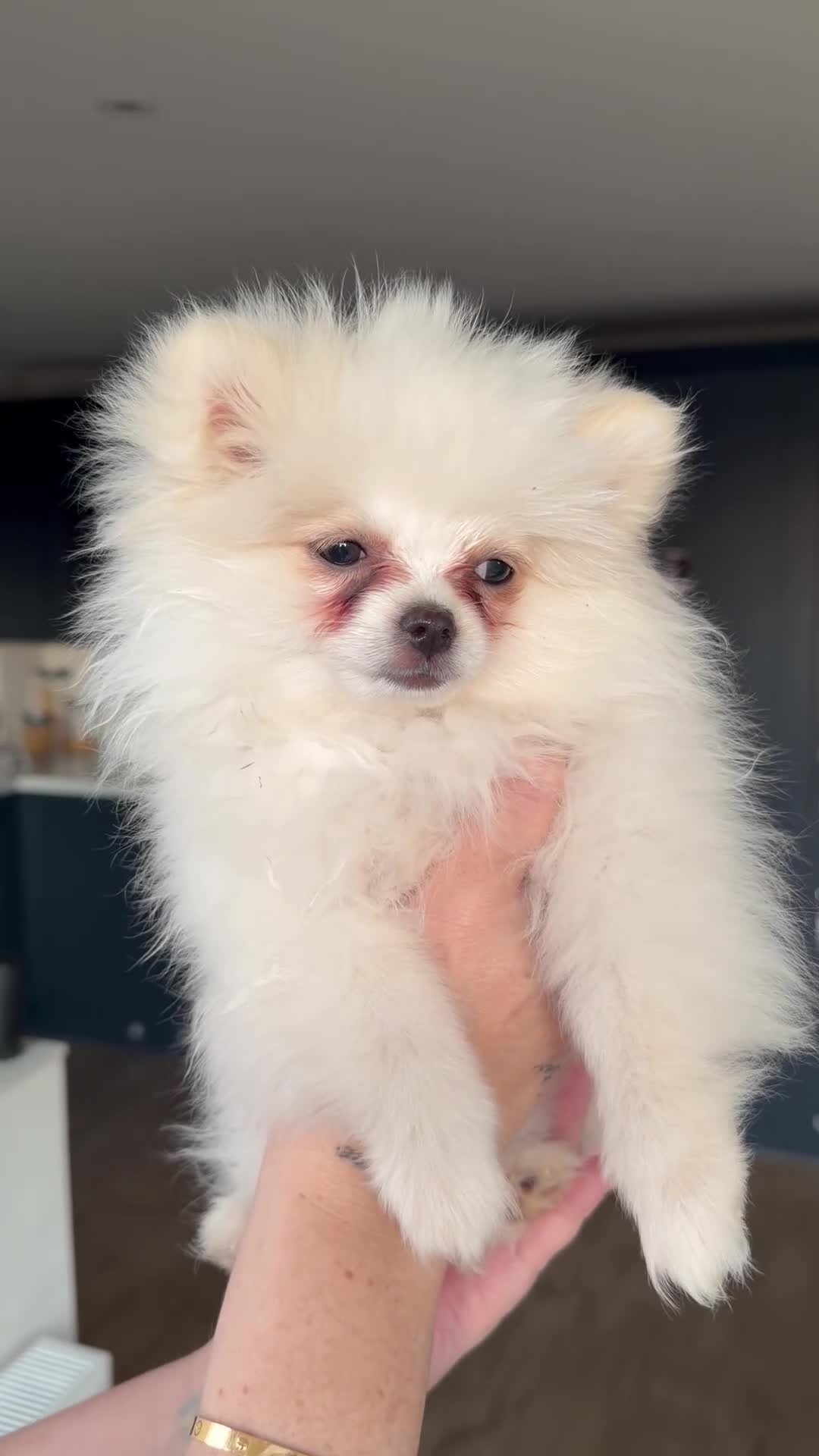 Pomeranian dogs for sale: Rare colour teddy poms - Video 1