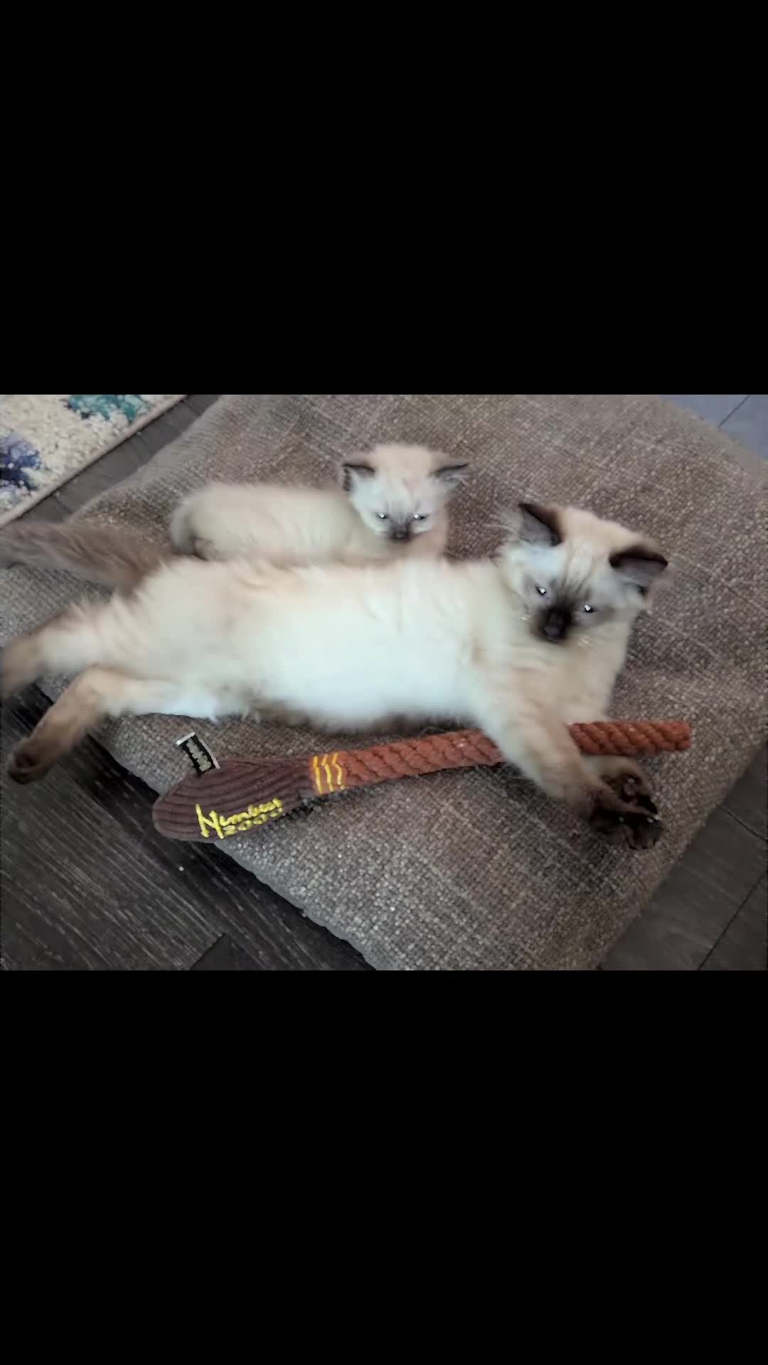 Ragdoll cats for sale: 🩵💖🩵READY FOR MY NEW HOME🥹🩵💖🩵  - Video 1