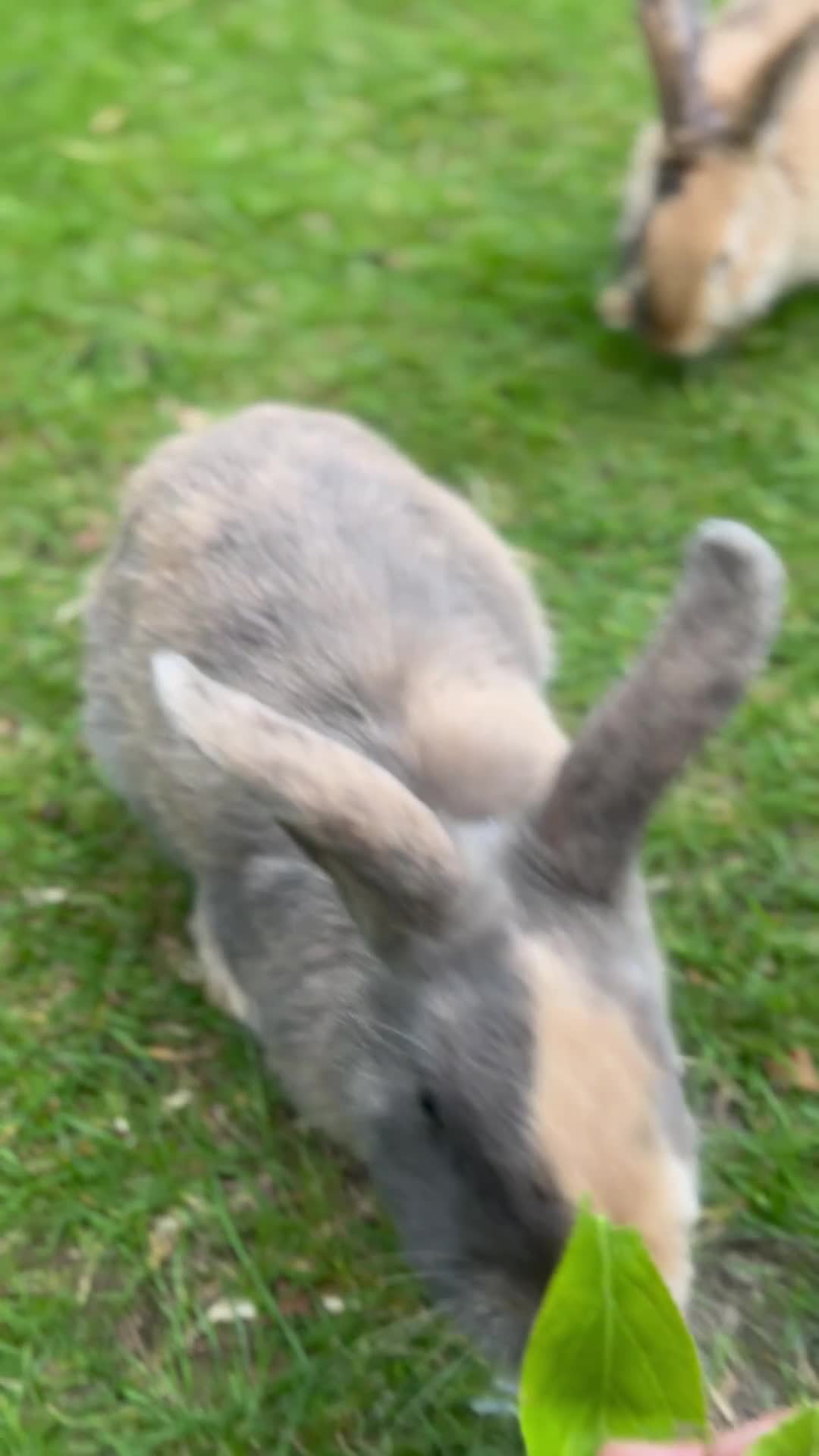 English Lop rabbits for sale: Coco and cookie  - Video 1