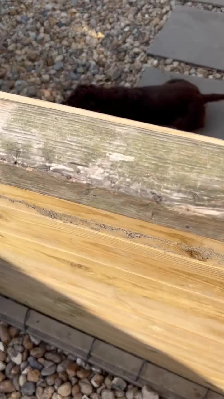 Mixed Breed dogs for sale: Cockeranians 5 girls 2 boys, ready now! - Video 1