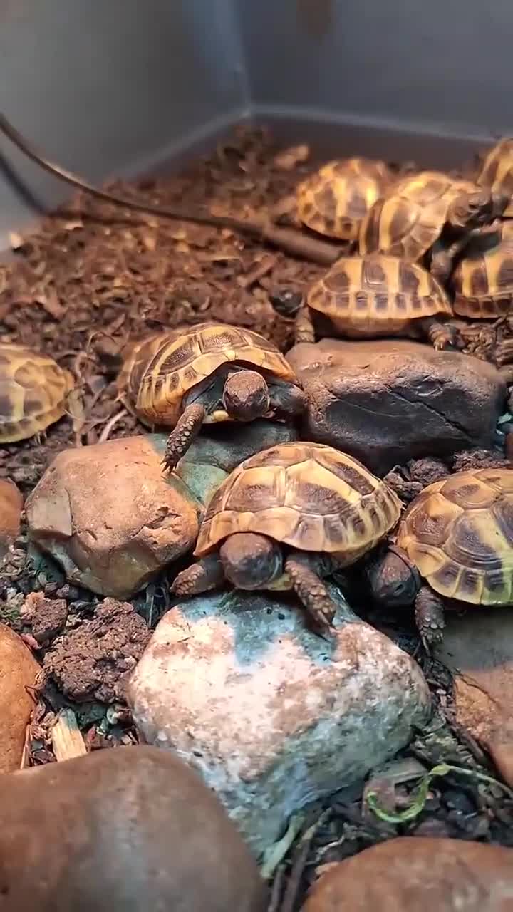 Hermann Tortoise reptiles for sale: Hermann Tortoises  - Video 1