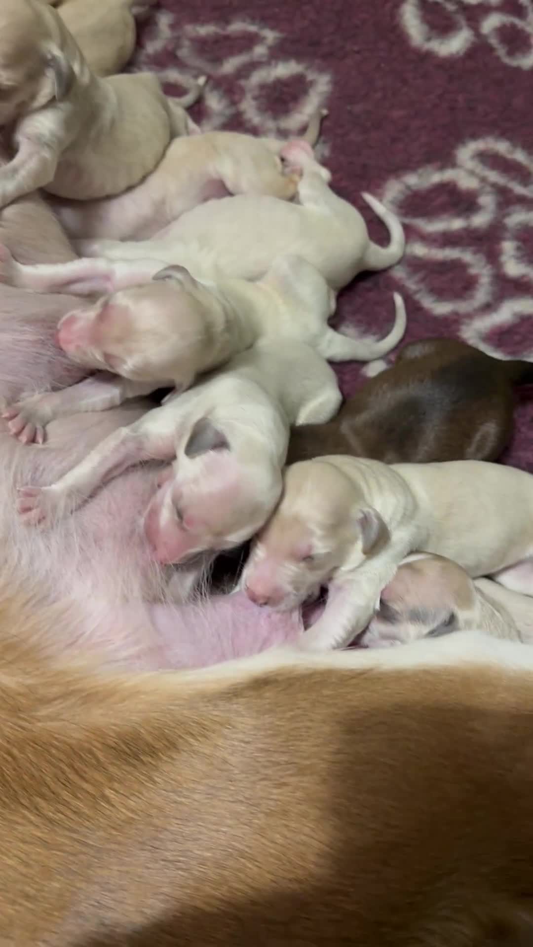 Saluki dogs for sale: Beautiful Saluki  - Video 1