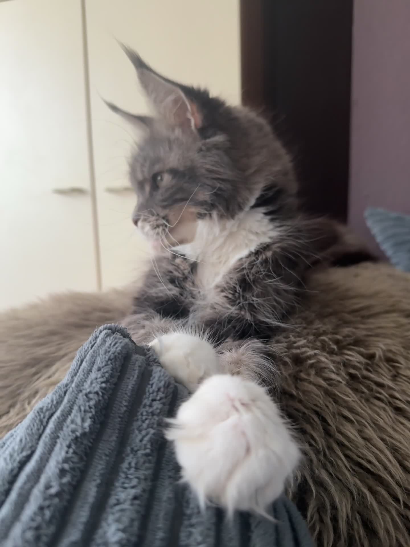 Maine Coon cats for sale: Female Maine coon  - Video 1