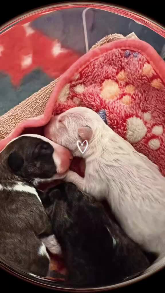 English Bull Terrier dogs for sale: Janineabullz bull terriers beautiful litter  - Video 2