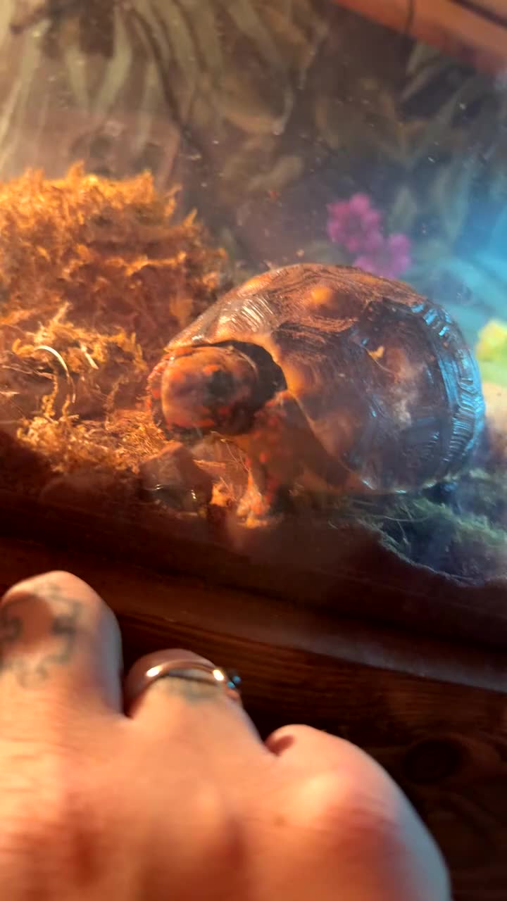 Tortoise reptiles for sale: Redfoot tortoises - Video 1
