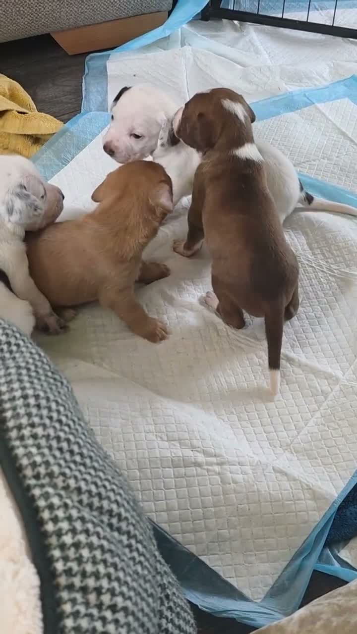 Mixed Breed dogs for sale: Beautiful Staffordshire Bull Terrier cross puppies - Video 3