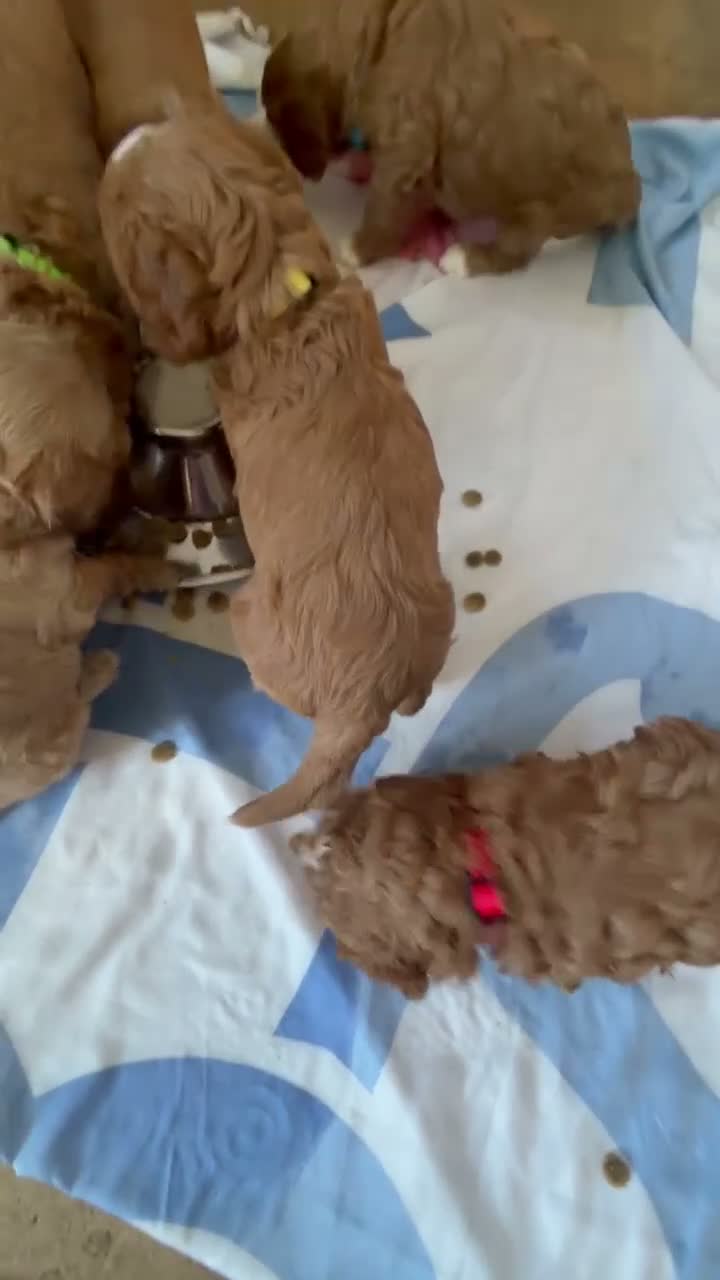 Cockapoo dogs for sale: Cockapoo puppies  - Video 1