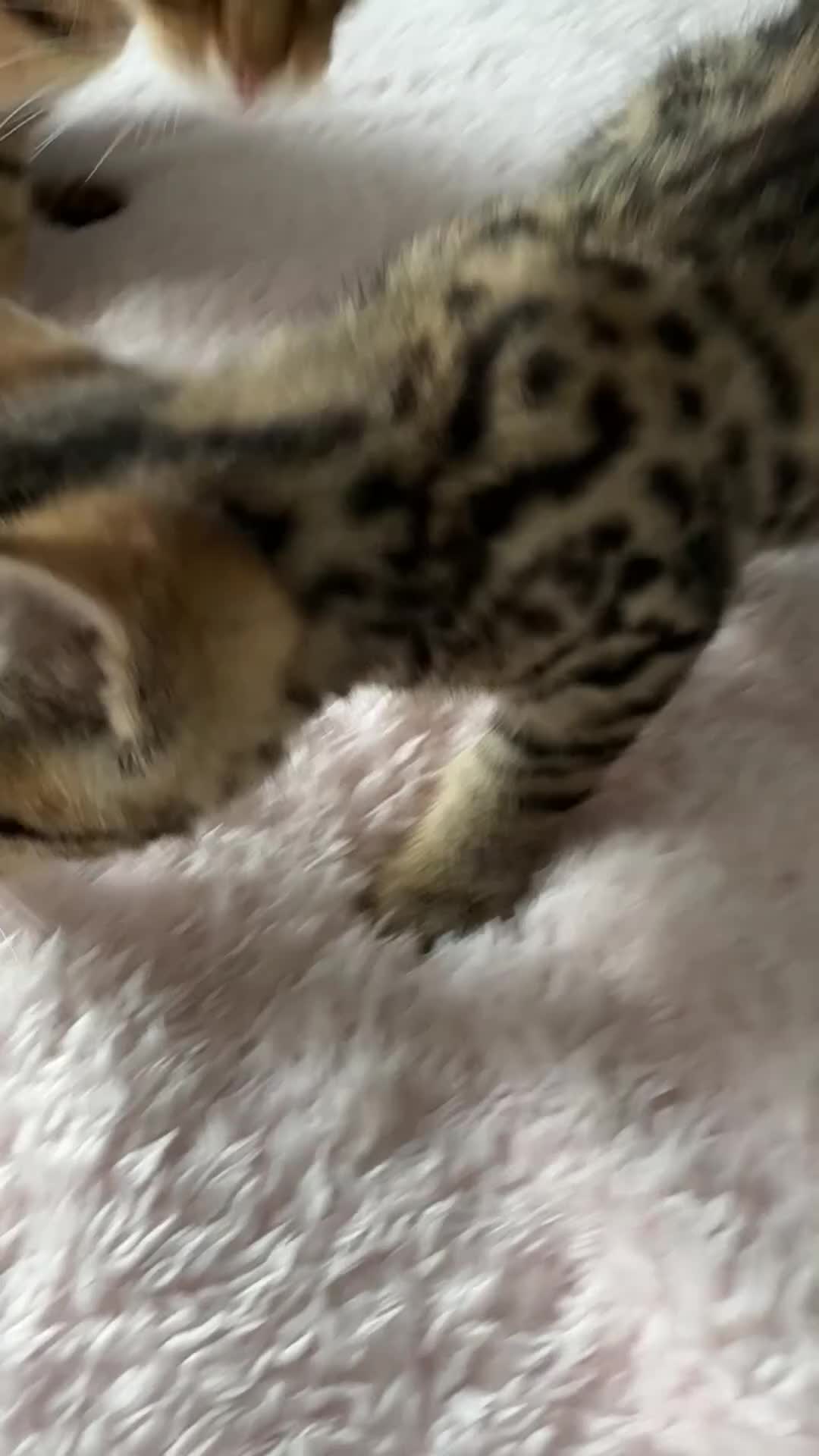 Bengal cats for sale: All bengals reserved - savannah babies available  - Video 1