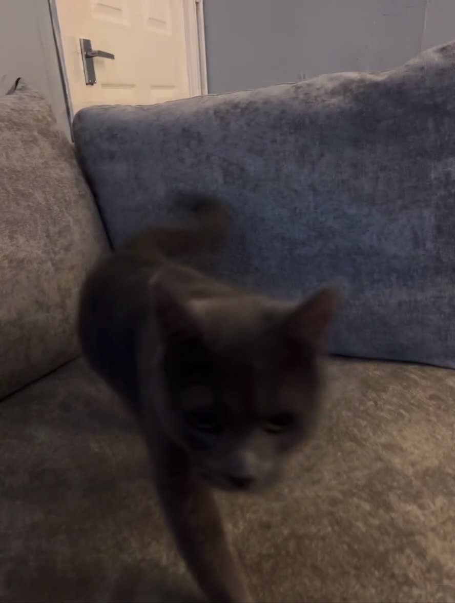 Mixed Breed cats for sale: Jenny - Video 1