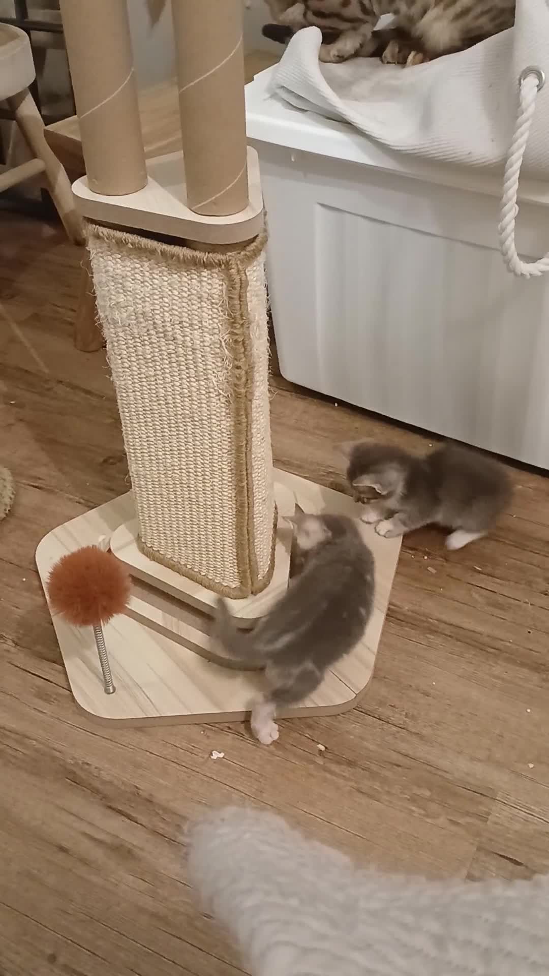 Bengal cats for sale: BLUE Bengal Cross Kittens  - Video 2