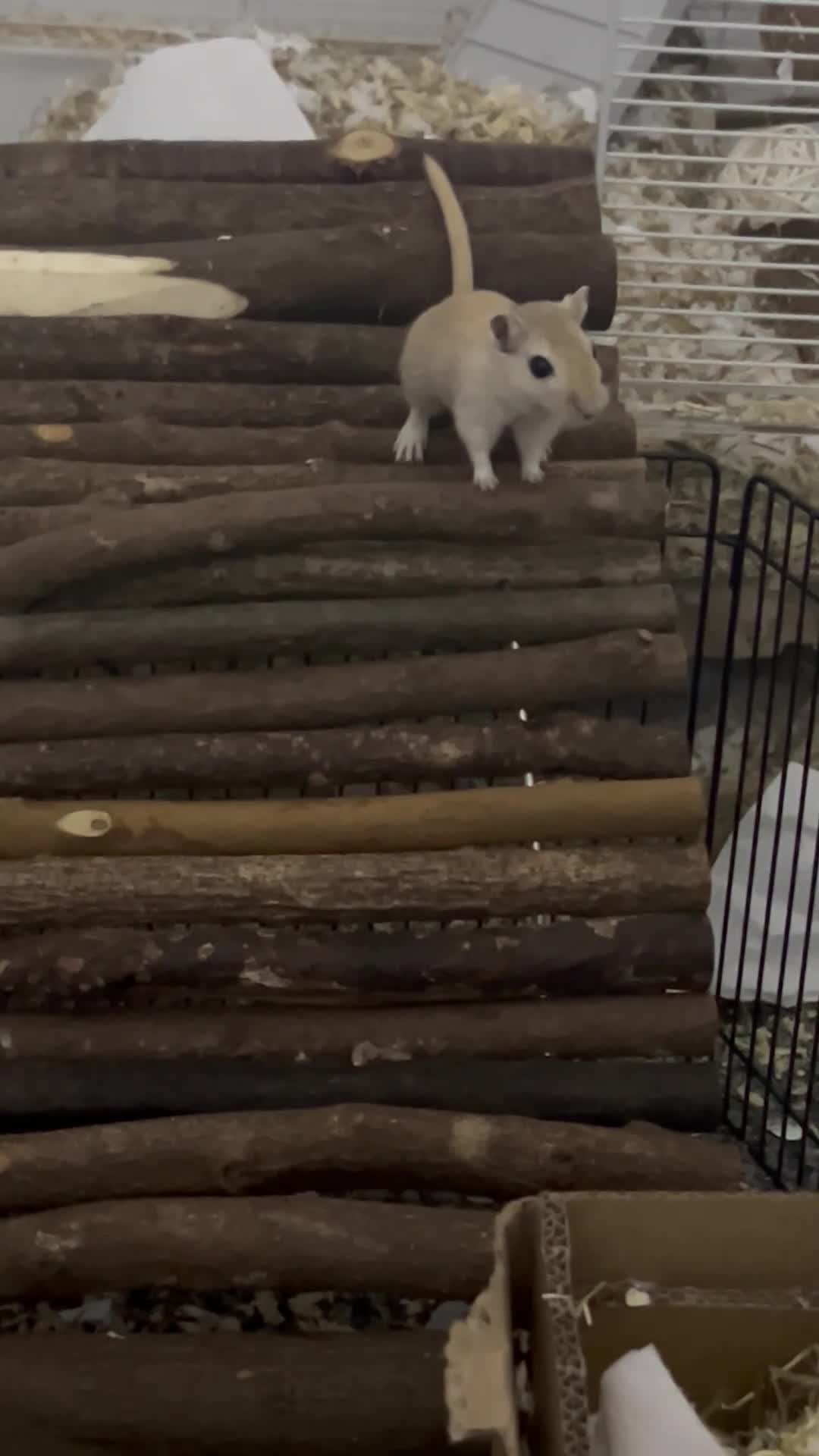 Gerbil rodents for sale: Gerbils + Cage in Ashford - Video 1