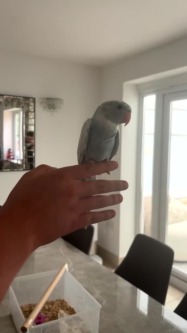 Ringnecks birds for sale: baby pied indian ringneck in Rotherham - Video 2