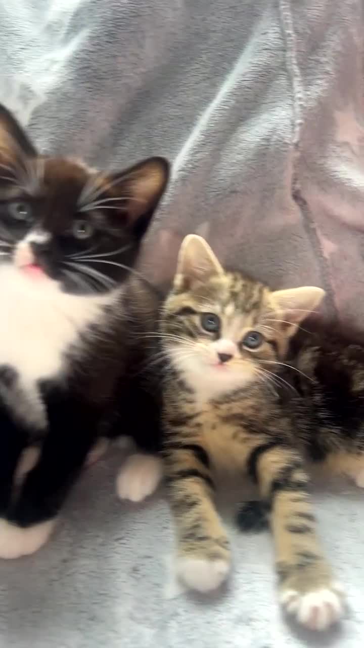 Mixed Breed cats for sale: kittens ready for reservation  - Video 1