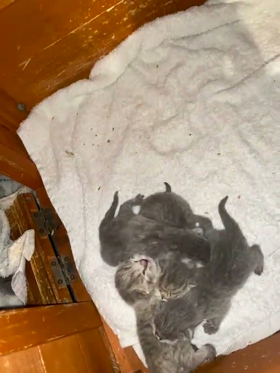 Scottish Fold cats for sale: Adorable Scottish Fold Kittens - Video 1