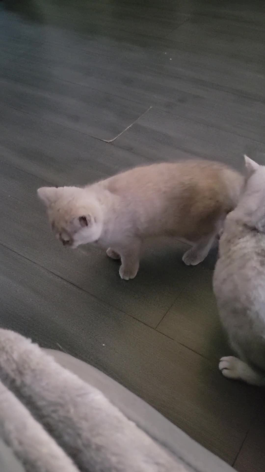 British Shorthair cats for sale: Beautiful Cream/Fawn Female TICA Reg (Active) - Video 1