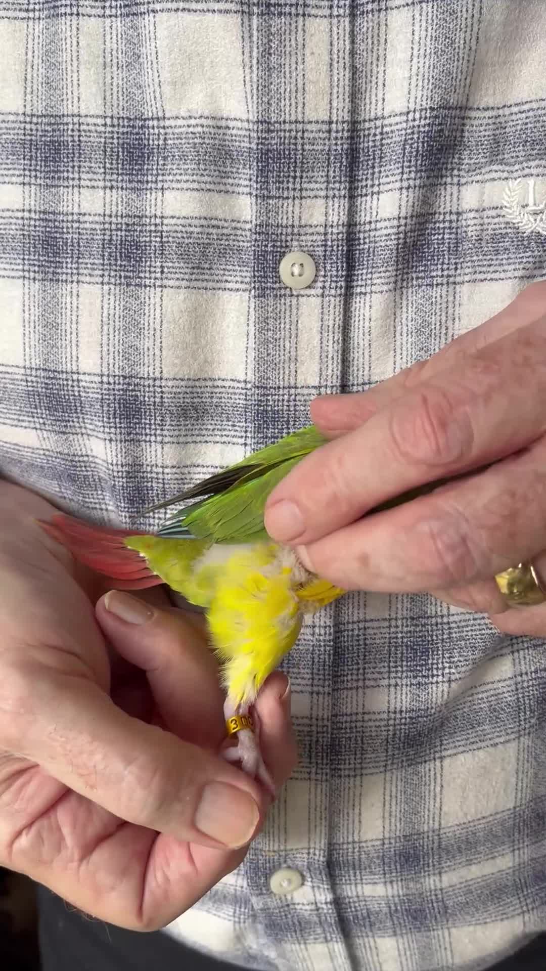 Conures birds for sale: Baby Hand-Reared Pineapple Conure  - Video 1