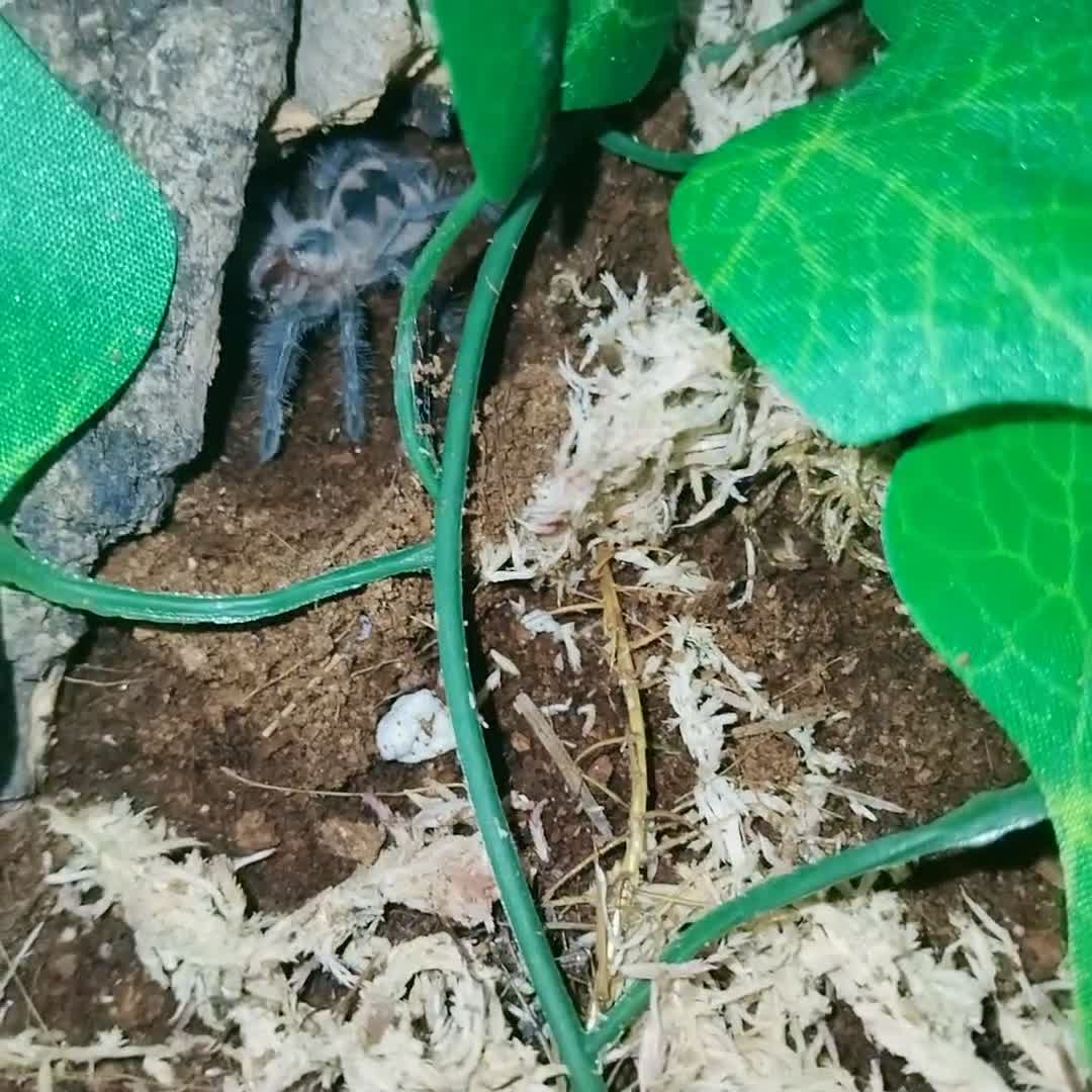 Spiders invertebrates for sale: Trantula collection crested geckos  - Video 5