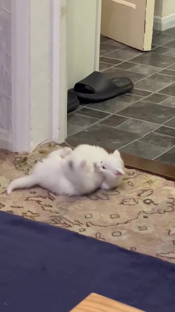 Mixed Breed cats for sale: Adorable Kittens looking for Their Forever Home - Video 4