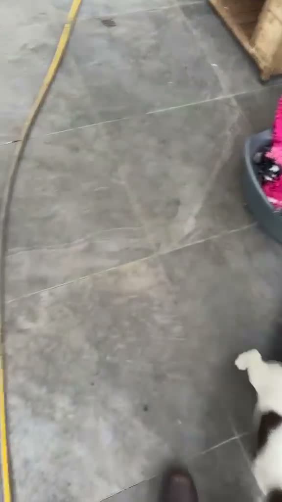 English Springer Spaniel dogs for sale: KC health tested springer puppies  - Video 1