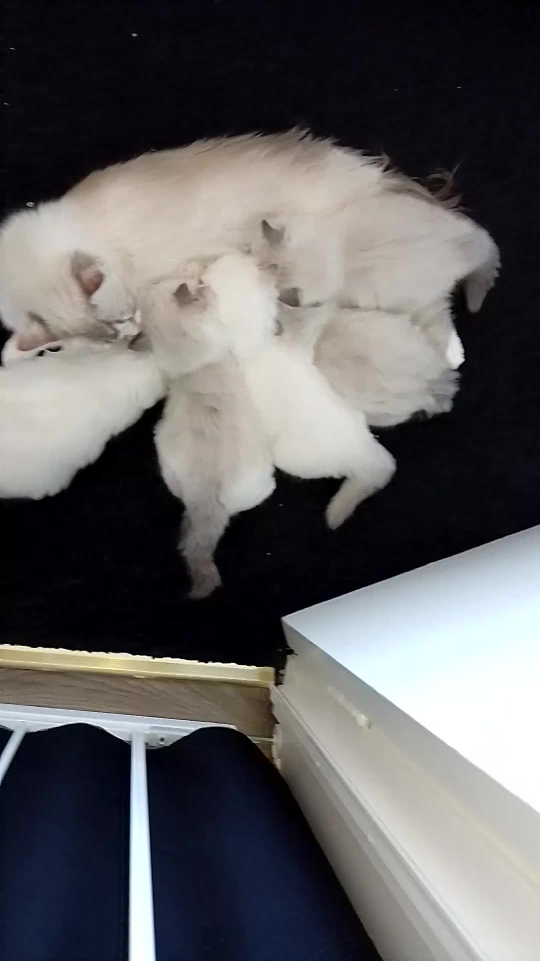 Ragdoll cats for sale: Stunning healthy ragdoll kittens  - Video 2