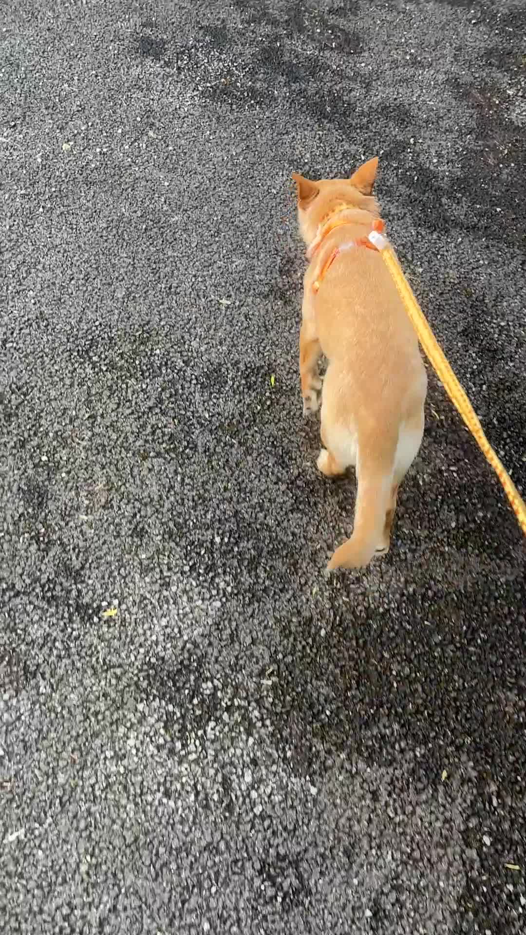 Mixed Breed dogs for adoption: Sensational Sassy in Stalybridge - Video 1