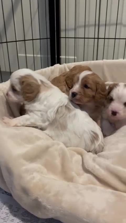 Cavapoo dogs for sale: 🐶🐩ADORABLE MINIATURE CAVAPOOS🐩🐶 - Video 1