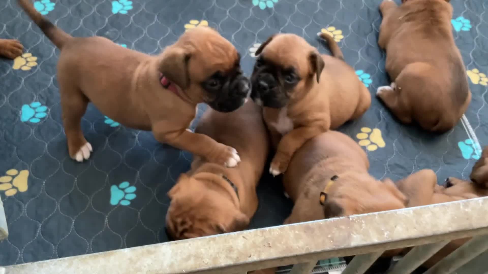 Boxer dogs for sale: 3 GIRLS LEFT - KC PUPS FROM HEART TESTED PARENTS - Video 1