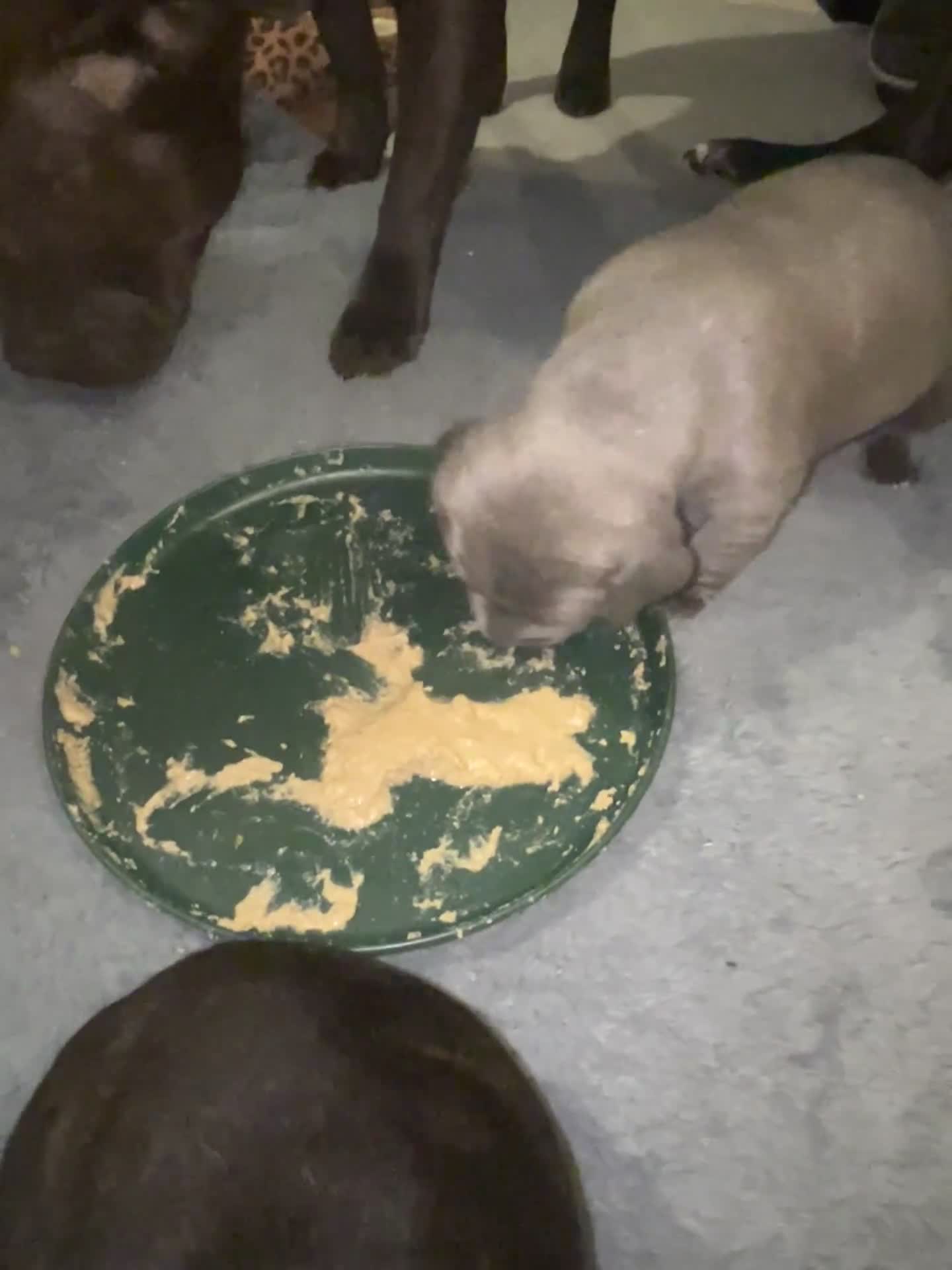 Staffordshire Bull Terrier dogs for sale: Blue Staffordshire terrier  - Video 1