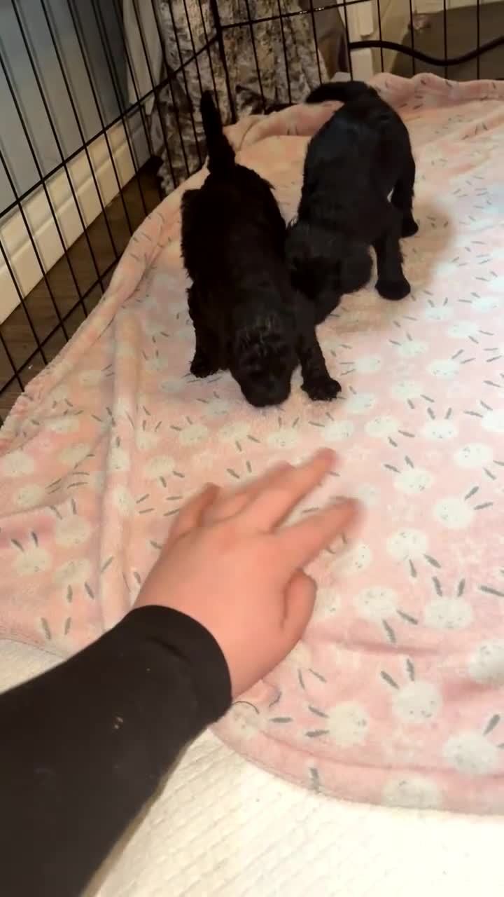 Mixed Breed dogs for sale: Shih poo puppys - Video 2