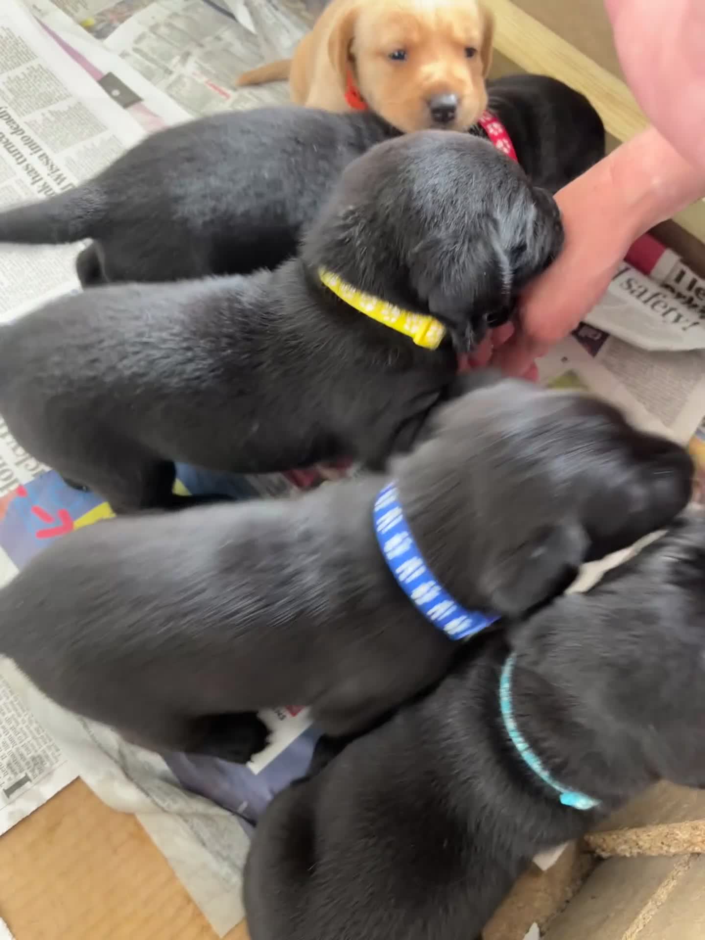 Labrador Retriever dogs for sale: KC registered Labrador pups ready to rehome NOW in Stanley - Video 2