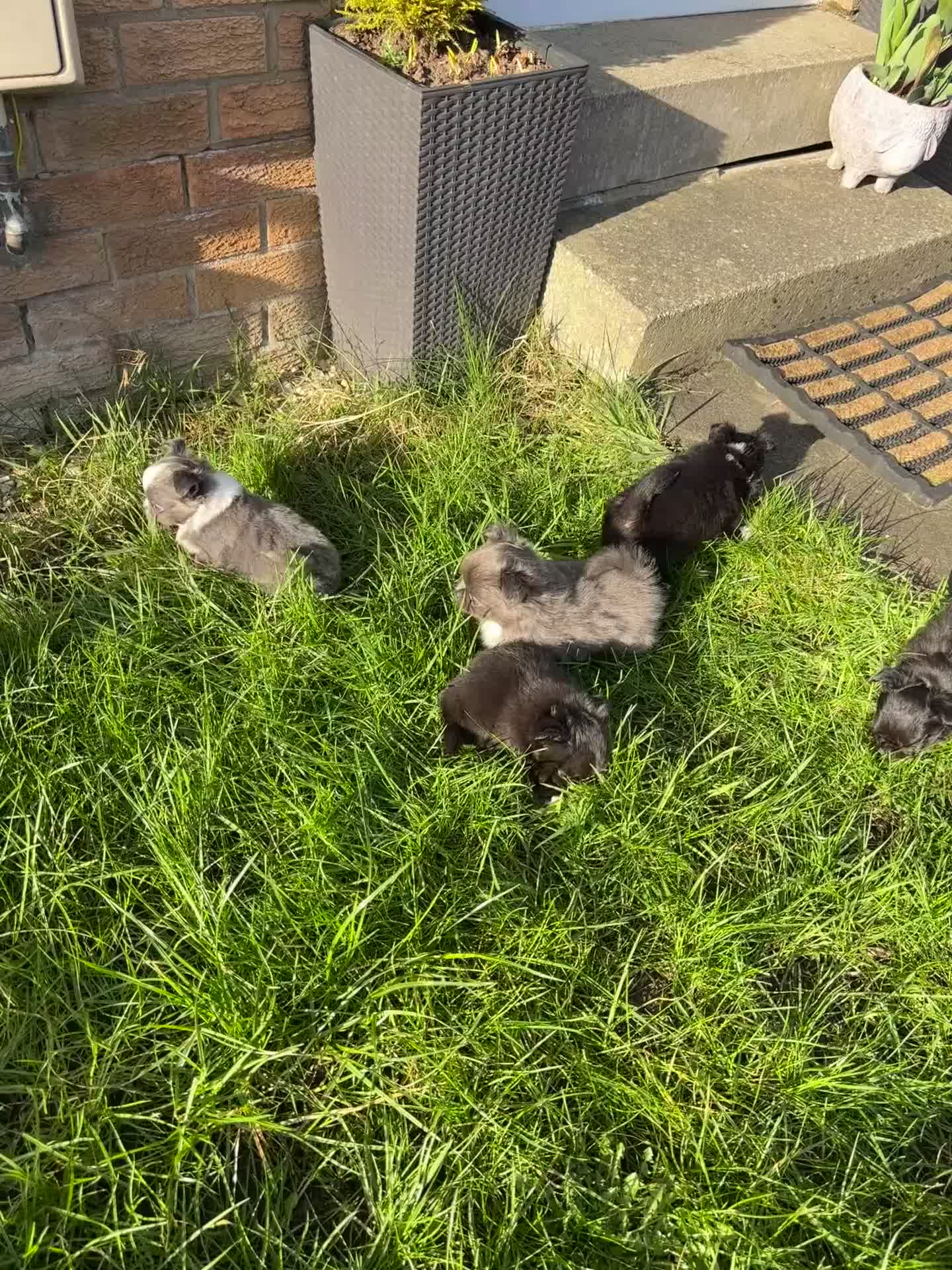 Chihuahua dogs for sale: One adorable boy available - Video 2