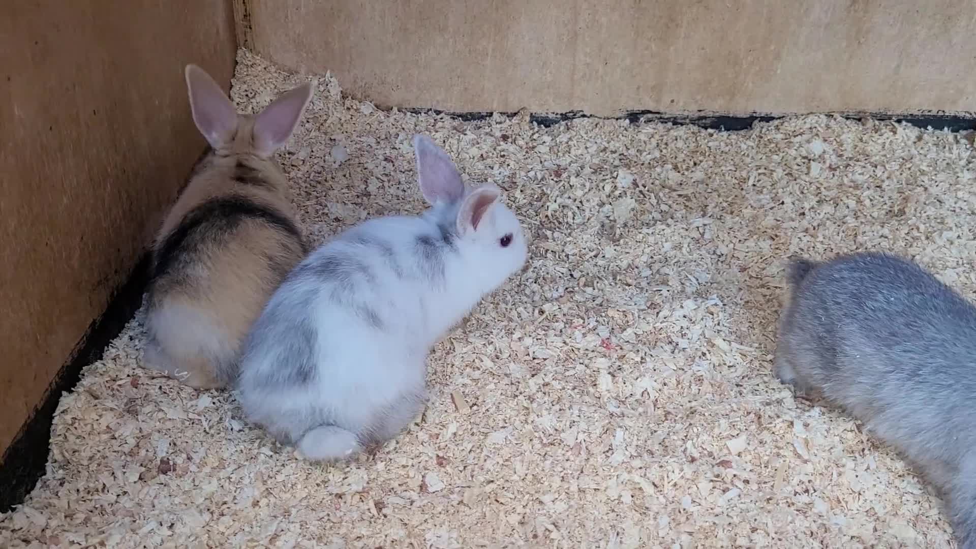 English Lop rabbits for sale: Baby Rabbits 9 available  - Video 1