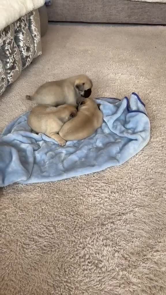 Pug dogs for sale: Stunning litter of boy pugs - Video 3